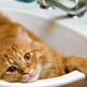 Illustration for article titled Another mainpage rant: enough of the comments about bathing cats